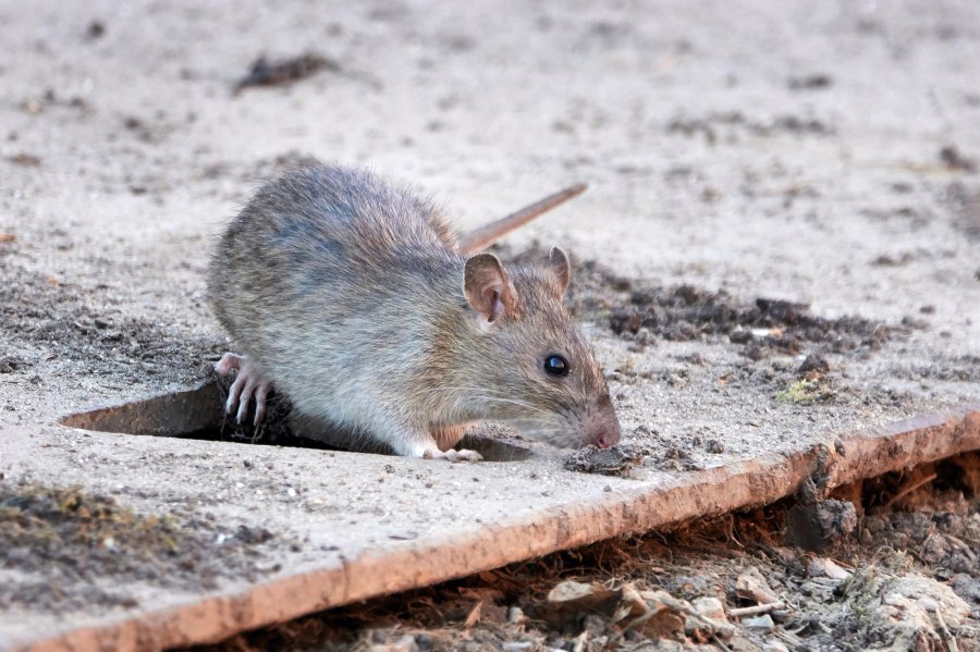 Skadedyrbekjempelse i Ålesund