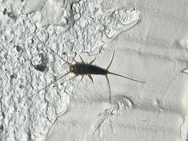 Kontroll og bekjempelse av skjeggkre og sølvkre