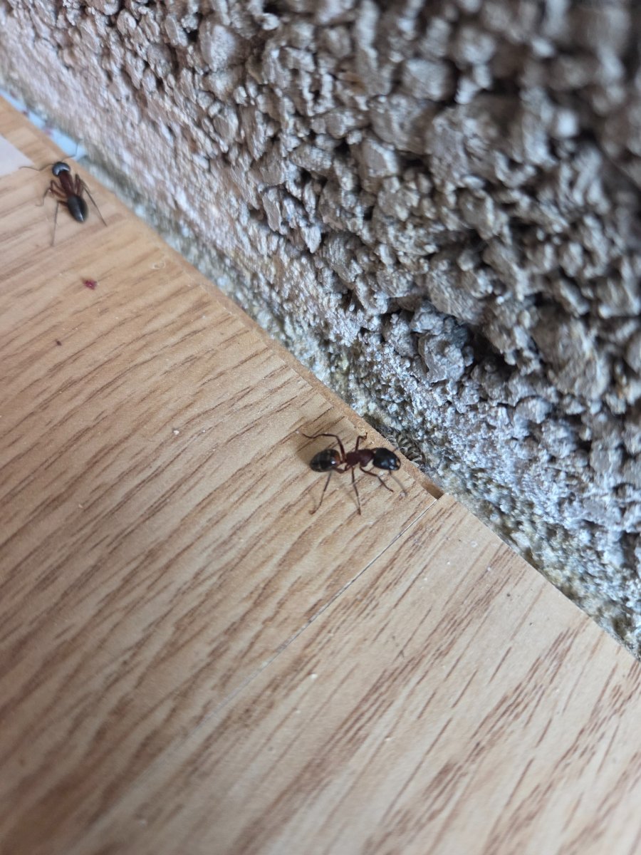 Maur i treverk